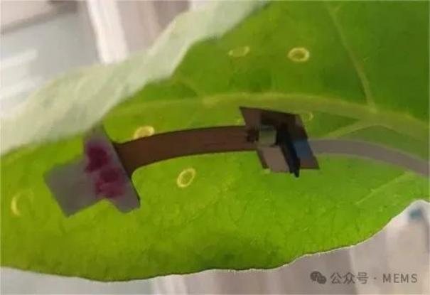 可穿戴电化学传感器贴片可以实时检测植物压力信号2