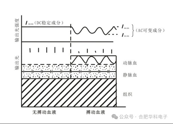 探索红外脉搏传感器：原理、历史、应用与未来1